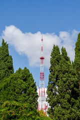 Obraz premium TV tower. Repeater. Green cypress