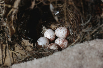 Carolina Wren (Thryothorus Ludovicianus)