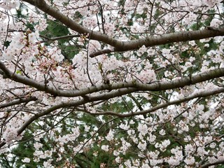 桜の花