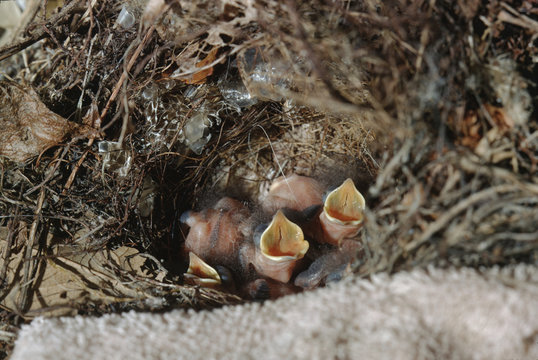 Carolina Wren (Thryothorus Ludovicianus) Baby Chicks In Bird Nest