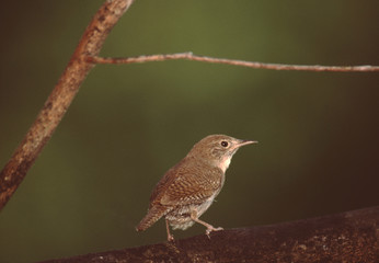 House Wren (Troglodytes Aedon)