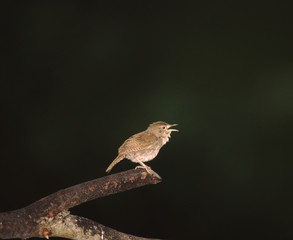 House Wren (Troglodytes Aedon)