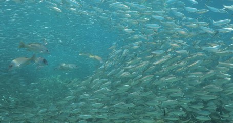 Flatiron Herring baitball from the islands of the sea of Cortez, Mexico.