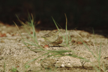 Palm Warbler (Setophaga Palmarum)