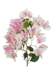 Beautiful Pink-White Bougainvillea glabra or Paper flower blossom isolated on white background.