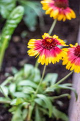 Rudbeckia Yellow Red Flower Daisy