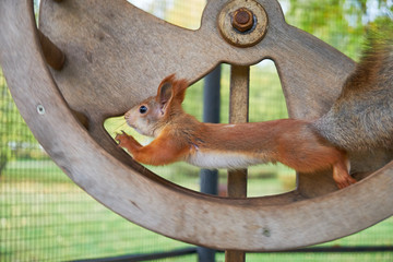 Squirrel running in a wheel in the fresh air. A squirrel in a wheel
