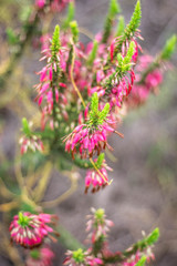 Fynbos on Paarl Mountain Cape Town