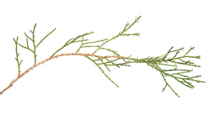Thuja branch on an isolated white background