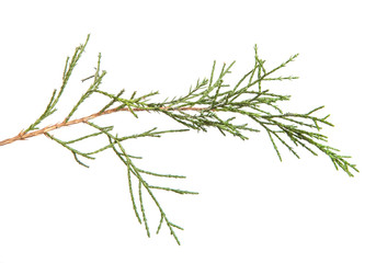 Thuja branch on an isolated white background