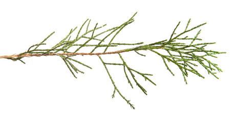 Thuja branch on an isolated white background