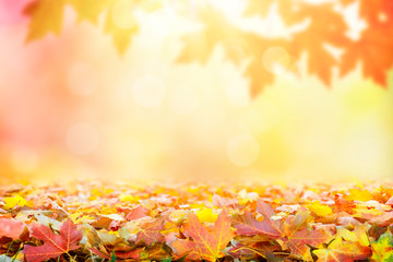 Golden autumn sunset with multi colored tree leaves background with copy space