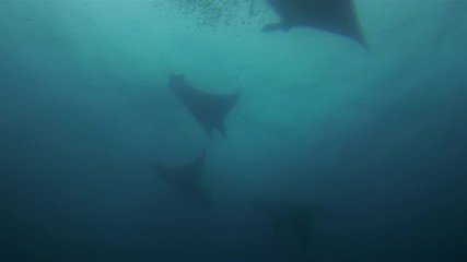 Graceful Manta Rays Group Silhouette. Peaceful Big Mantas Swimming & Turning Overhead In Formation. Pelagic Filter Feeders Marine Life Feeding At Cleaning Station In Blue Water & Sunlit Sea Surface