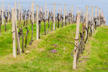 Wine yards on the Palava hills, South Moravia, Czech Republic