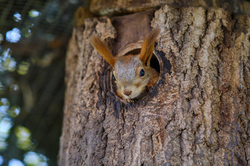 The squirrel showed its face from its nest in the tree. Squirrel looks out of the window