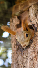 The squirrel showed its face from its nest in the tree. Squirrel looks out of the window