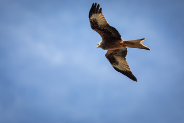 Red kite (Milvus milvus) in flight against blue sky