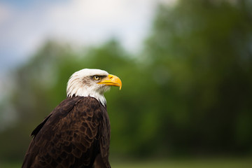 Obraz premium Portrait of a proud majestic American Bald Eagle