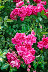 Rose bush in the garden.