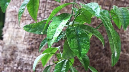 The leaves in the summer rain, the rain on green leaves, shallow depth of field, very beautiful dew drops on the leaf and the leaves separate part of the tree