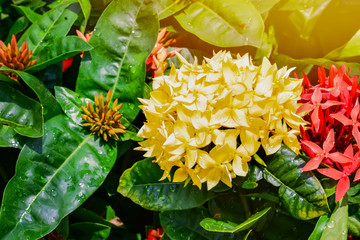 Ixora coccinea with yellow  flower in summer of garden