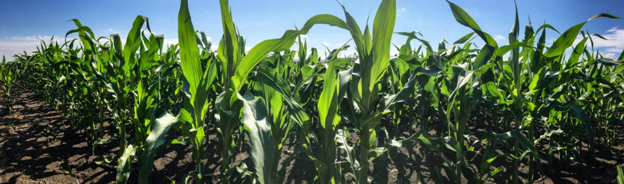 Cornfiled on a sunny summer day with prospering crops - wide panoramic image