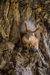 Squirrel with a fluffy tail sitting on a tree in the shade. tree squirrel