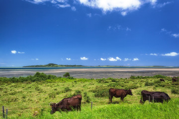 沖縄県・竹富町 西表島 夏の放牧地の風景