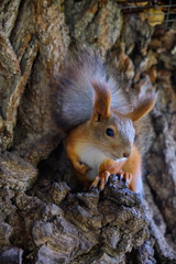 Squirrel with a fluffy tail sitting on a tree in the shadows and watching in . tree squirrel