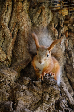 Squirrel with a fluffy tail sitting on a tree in the shadows and watching in . tree squirrel © Eduard Vladimirovich