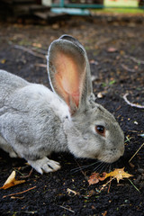 Grey rabbit breed giant sitting on the ground. Light fluffy rabbit