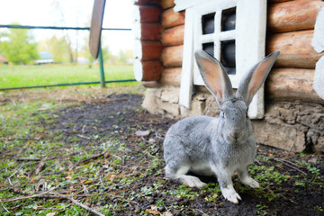 Grey rabbit breed giant sitting on the ground. Light fluffy rabbit