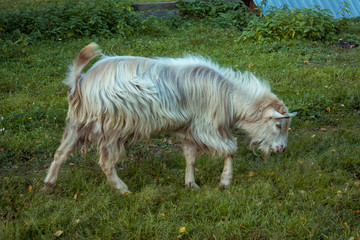 Naklejka na ściany i meble goat grazing in the meadow. eating fresh green grass.