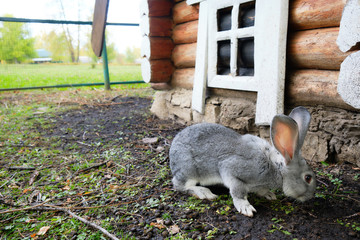 Obraz premium Grey rabbit breed giant sitting on the ground. Light fluffy rabbit
