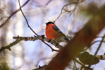 Common bird Bullfinch (Pyrrhula) with red breast sitting on snow maple branch. Close-up horizontal colorful image with copy space.
