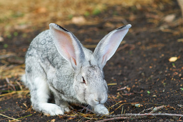 Grey rabbit breed giant sitting on the ground. Light fluffy rabbit
