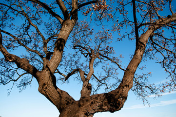 Leafless autumn tree against bright blue winter sky