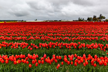 Tulip Field