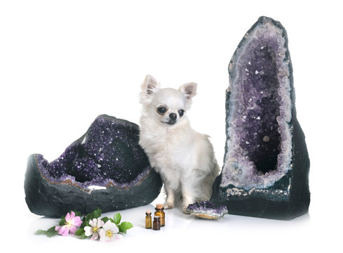 chihuahua and geode