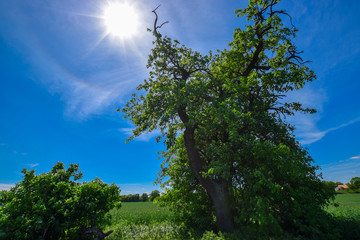 Obraz premium old tree 