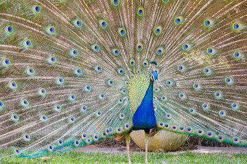 Obraz premium Male peacock showing his fan