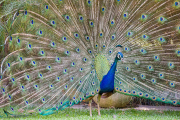 Obraz premium Male peacock showing his fan