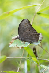 クロコノマチョウ