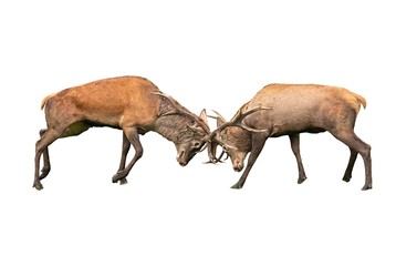 Red deer, cervus elaphus, fight during the rut isolated on white background. Rivalry between wild...