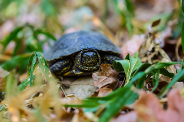 closeup turtle crawling in a grass, wild animal, outdoor nature background