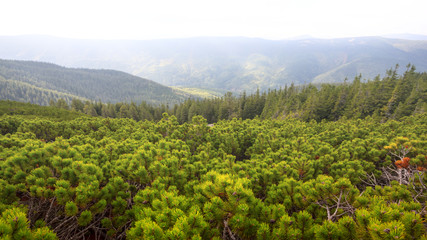 green mountain valley with forest on a slope, misty mountain scene