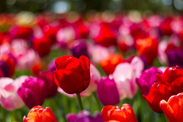 Fototapeta premium Tulips