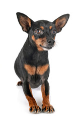 miniature pinscher in studio