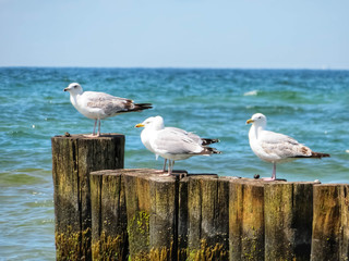 seagulls sitting on groyne at baltic sea