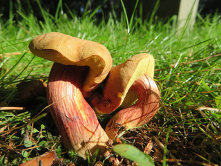 mushrooms growing like a heart on a meadow